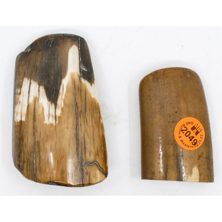 2pc Fossilized Tusk Fragments Largest 4''