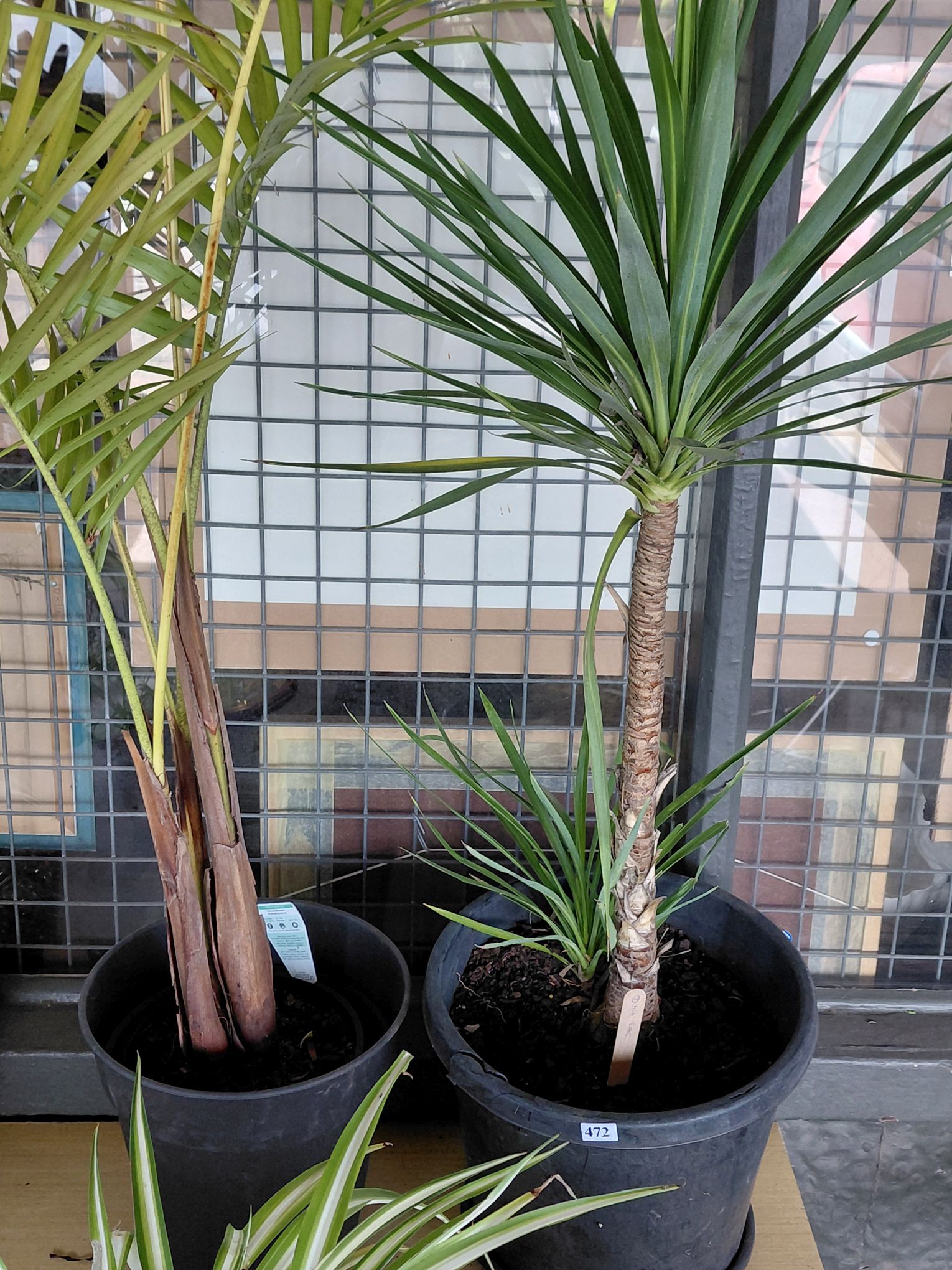 472 · TWO PLANTS