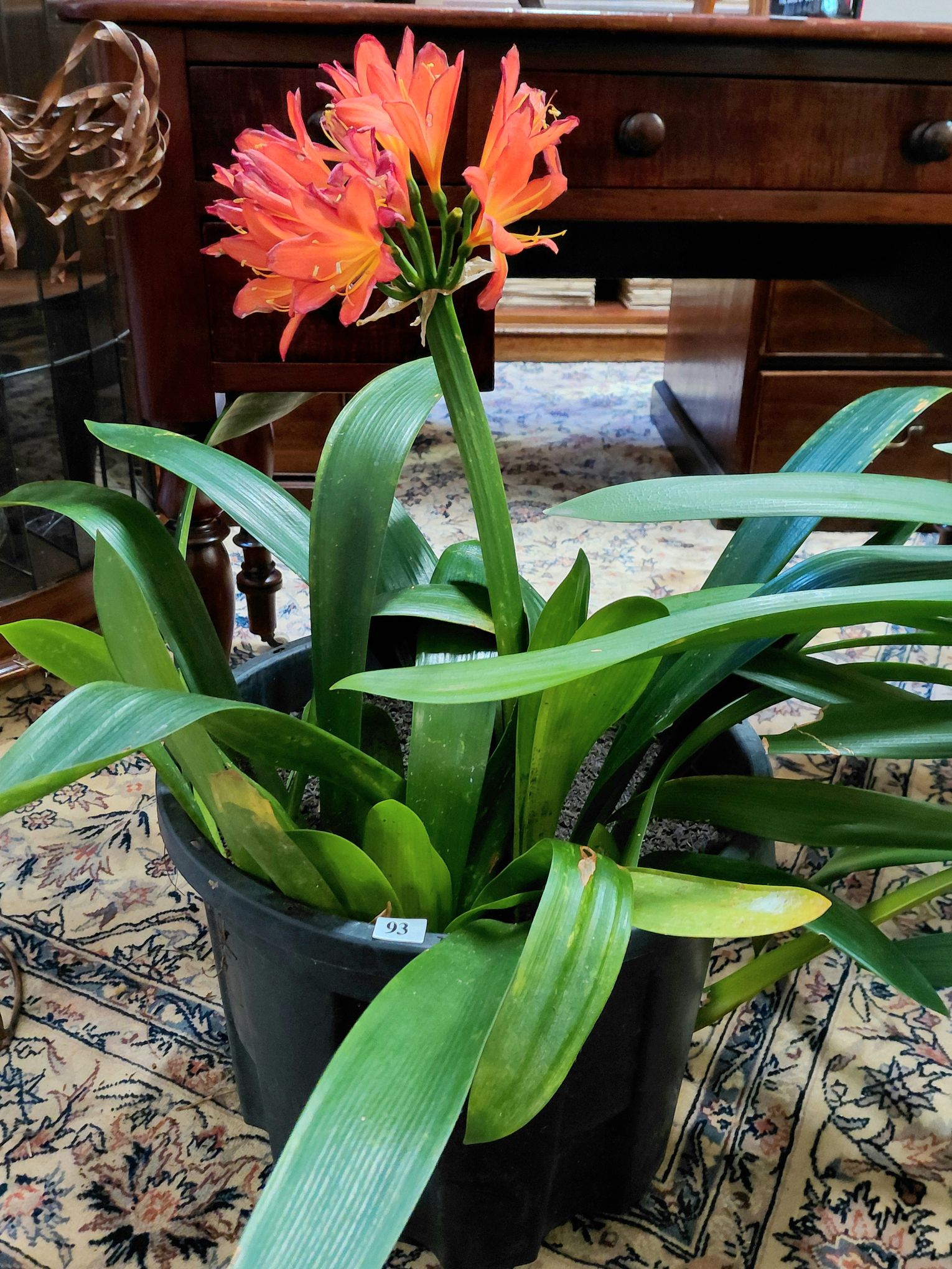 93 · ORANGE FLOWERING CLIVIA