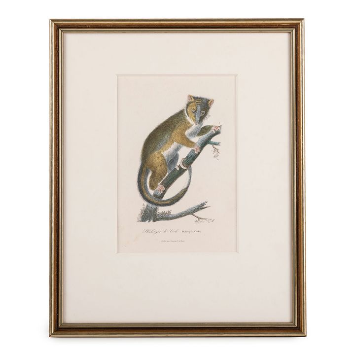 Series of Varied Engravers, Platypus & Ring-Tailed Possum, 1840,