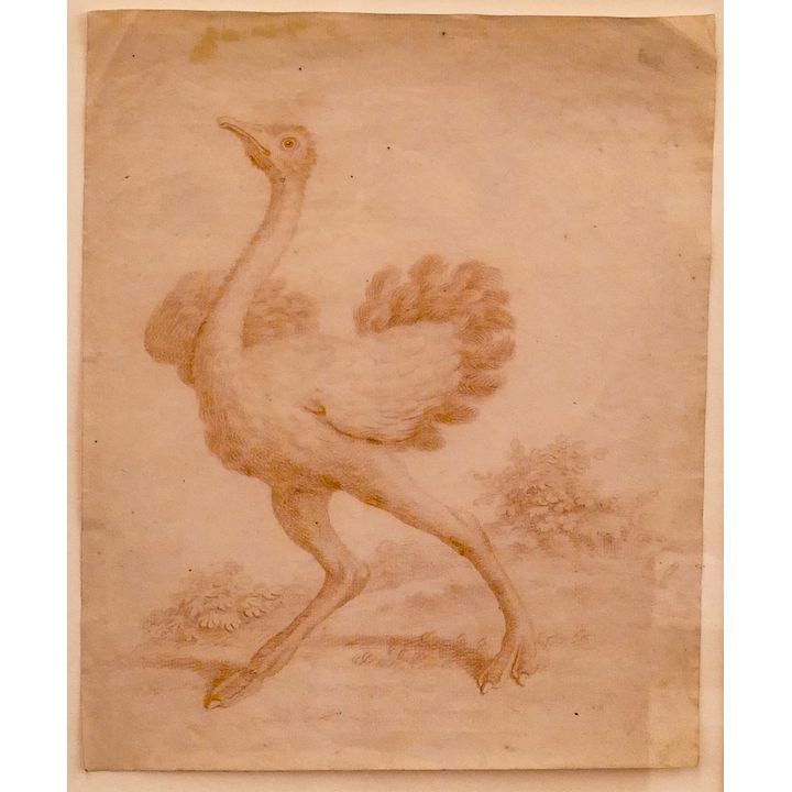 European 17th Century Ostrich Conte Crayon Drawing Framed- 20x18''