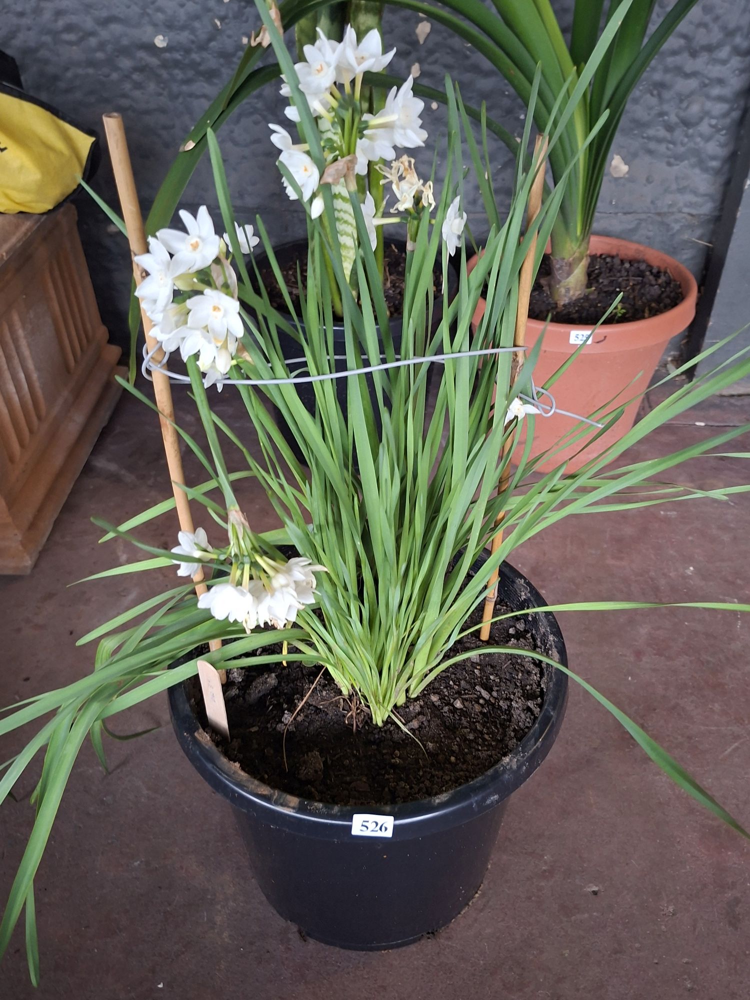 Potted Narcissus