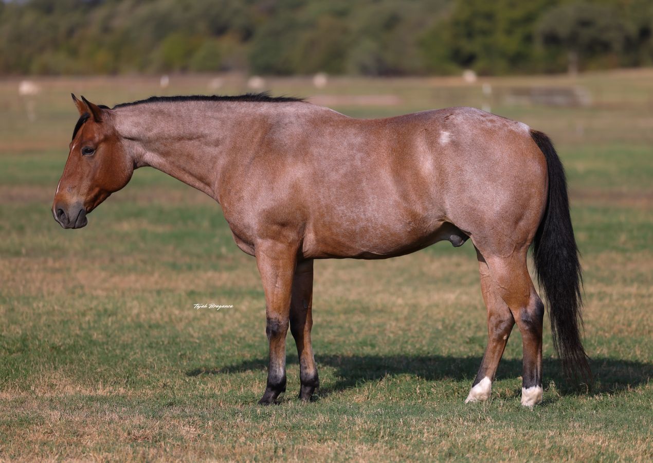 DENALI - 16.1 HAND GENTLE FAMILY GELDING! | Horse Bid, LLC