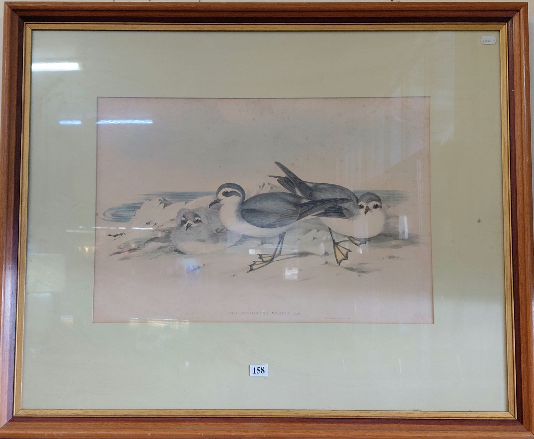 158 · JOHN GOULD