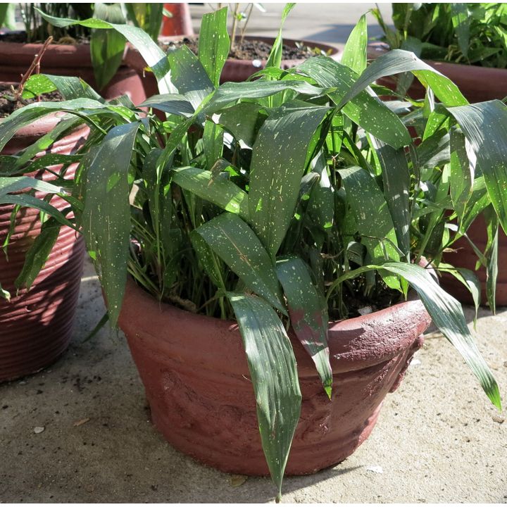 POT PLANT,