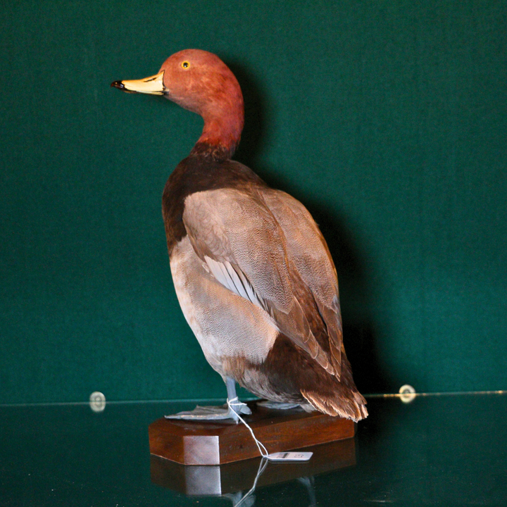 Pato Canvasback