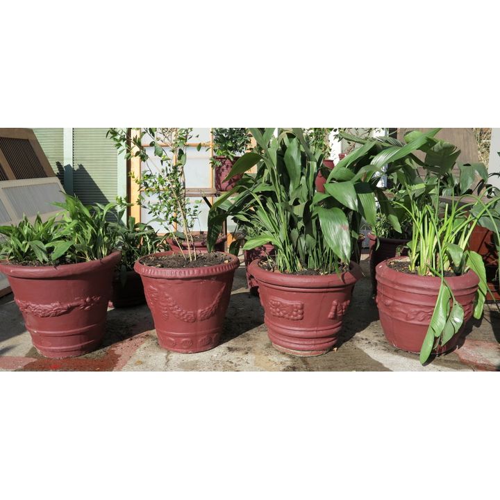 COLLECTION OF 4 POT PLANTS,