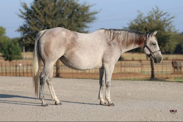 Back The Blue Boon, 2016 gray mare, Once In A Blu Boon x Built To Play, Lot 151 in the Solo Select October Sale