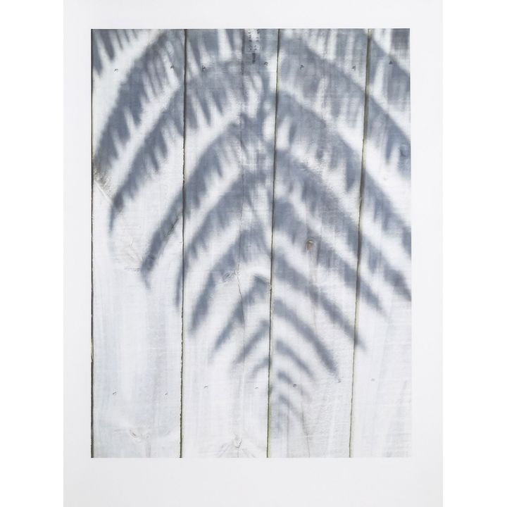Peter Peryer 'Fern'