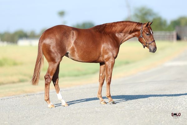 Bellas Kit Kat, 2025 sorrel filly, Kit Kat Sugar x Bella Cher, Lot 205 in the Solo Select October Sale