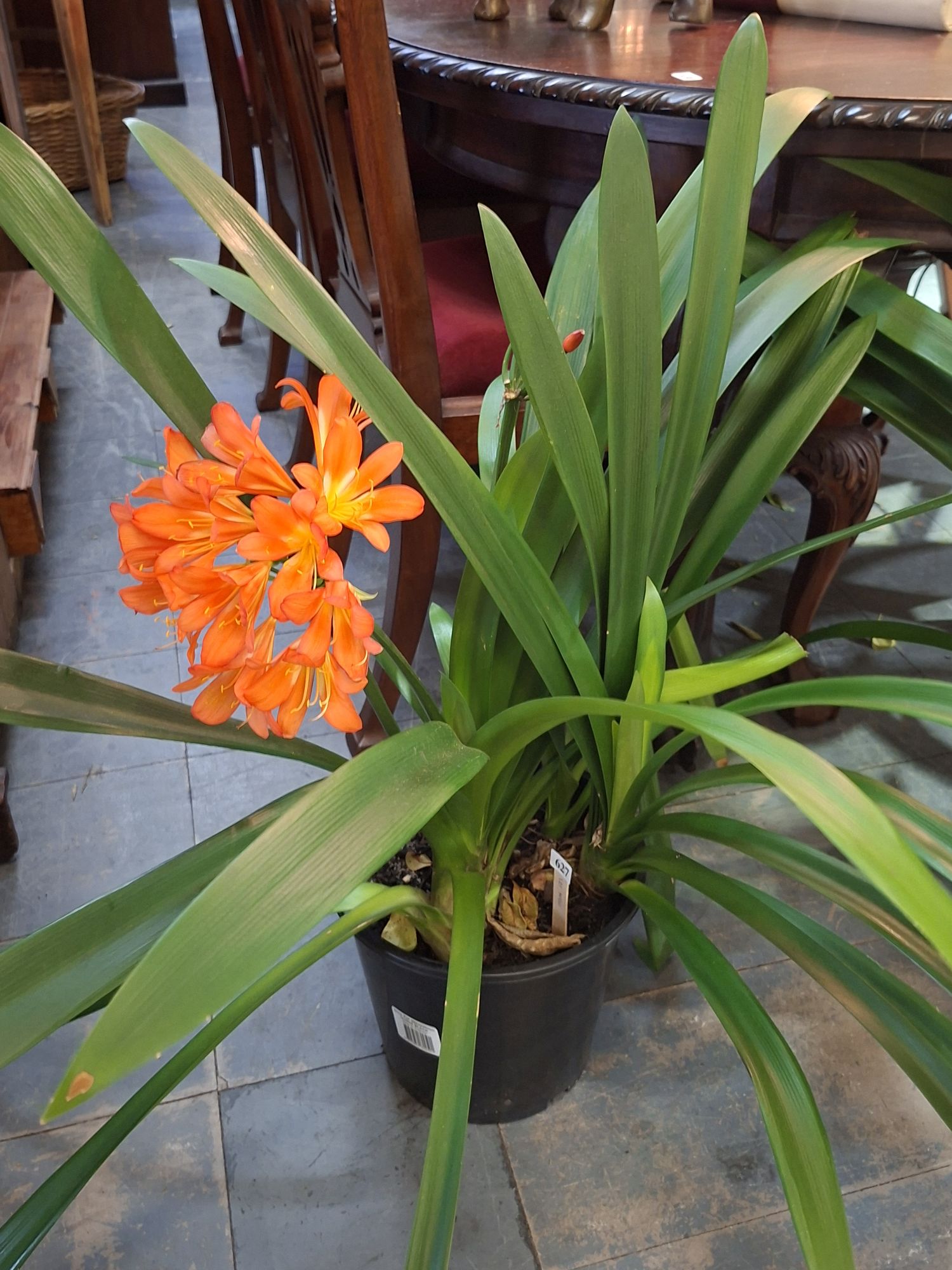 Potted Plant