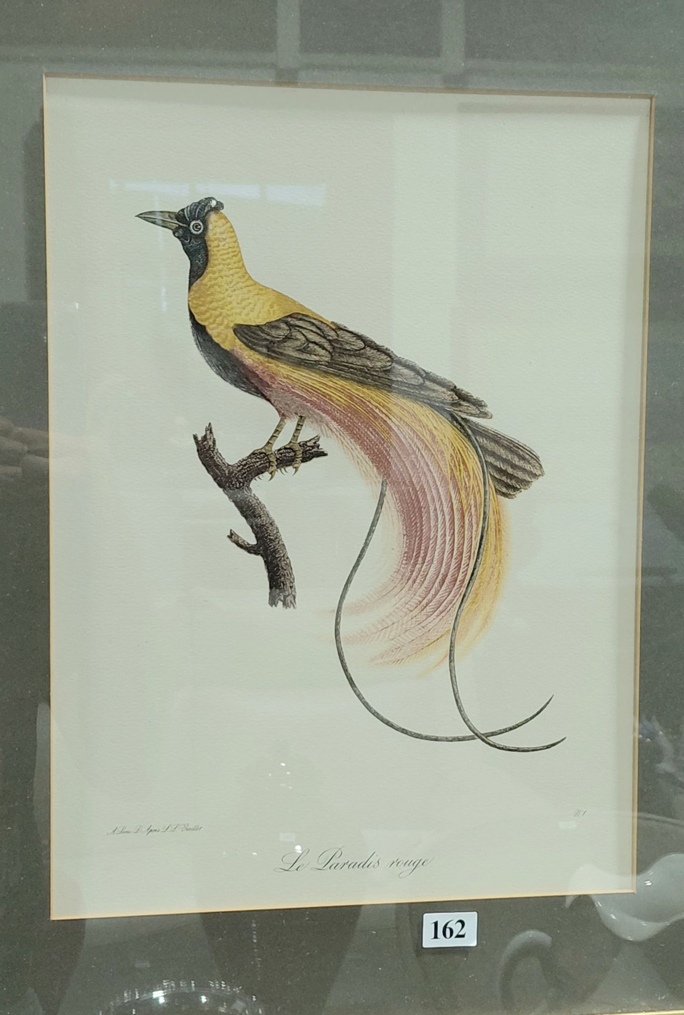 162 · BIRD OF PARADISE PRINT