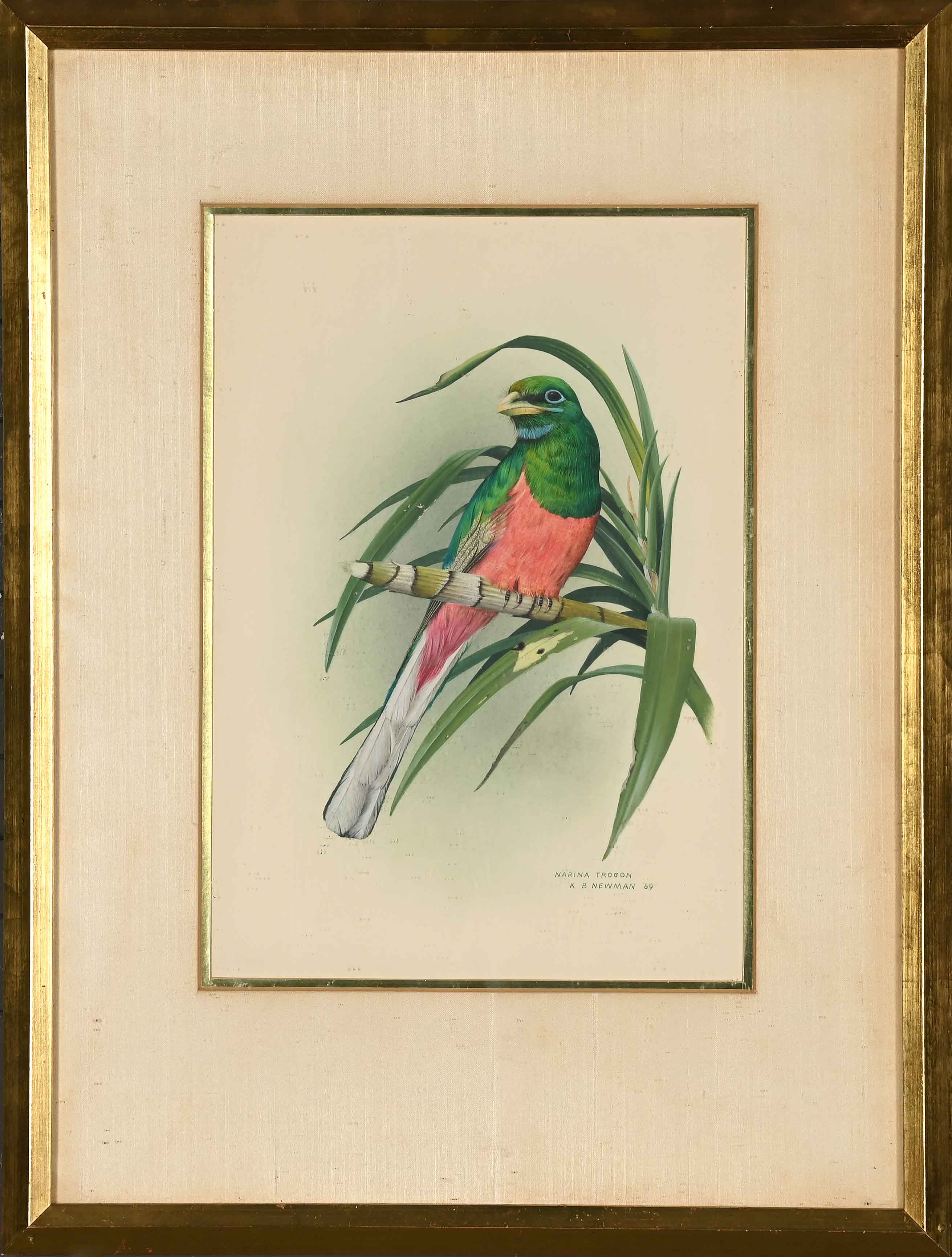 Newman (South Africa, 1924 ), Narina Trogon Russell Kaplan