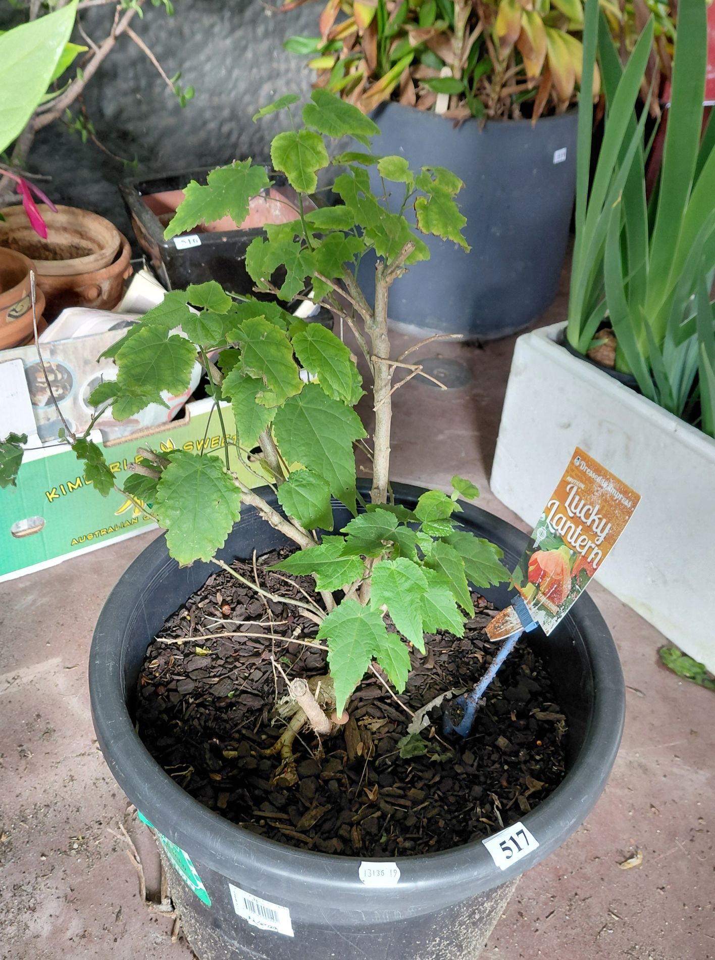 Lucky Lantern Plant