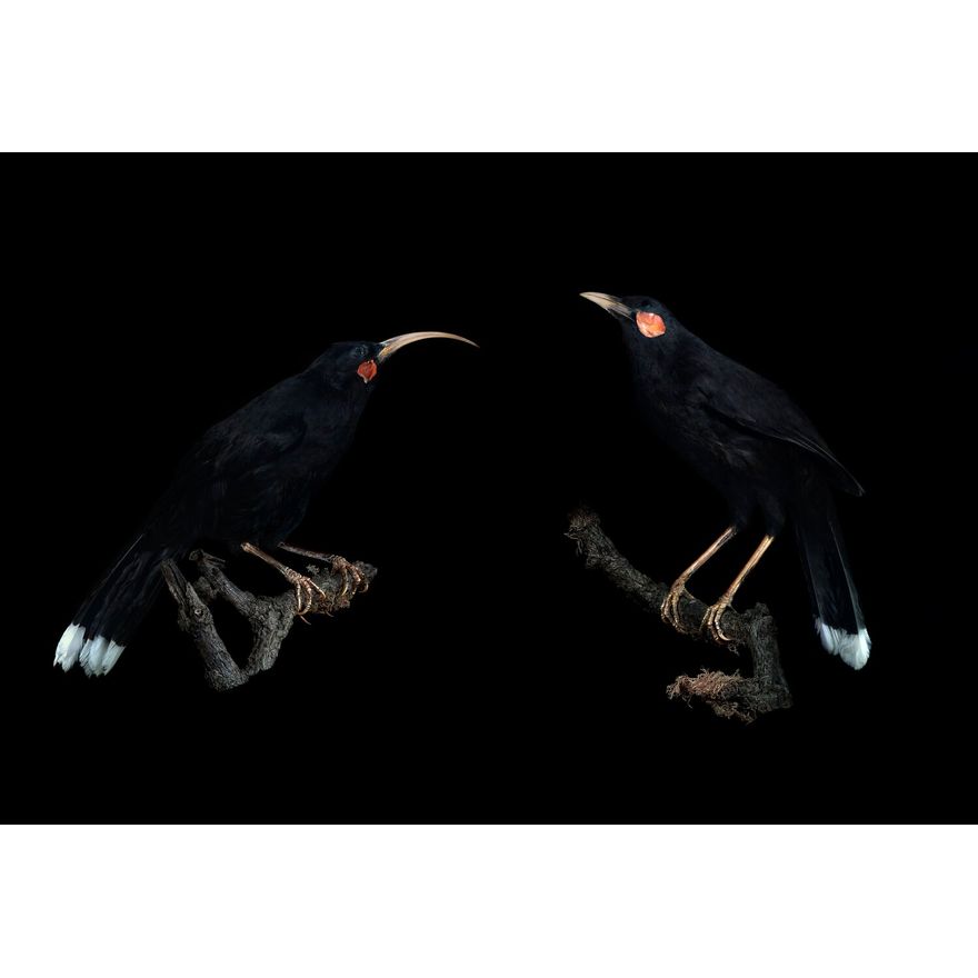 Fiona Pardington 'Andrew’s Huia Pair'