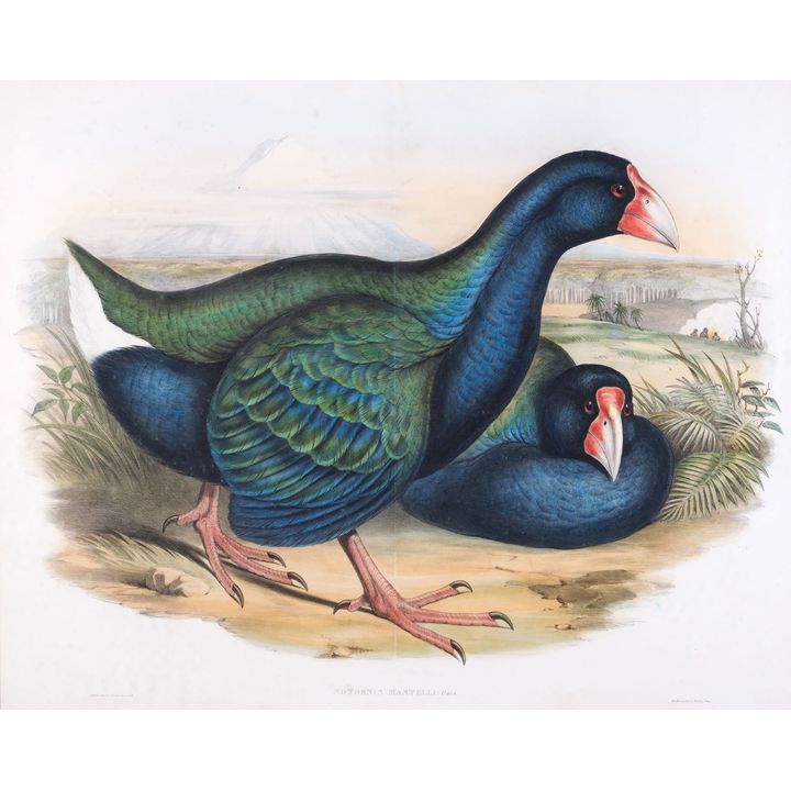 John Gould & H.C. Ritcher 'Notornis Mantelli (Takehe)'
