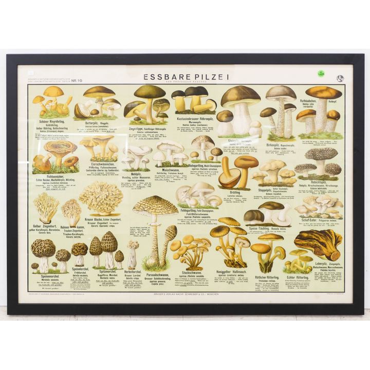 Antique German Mushroom Poster Framed- 28x38''