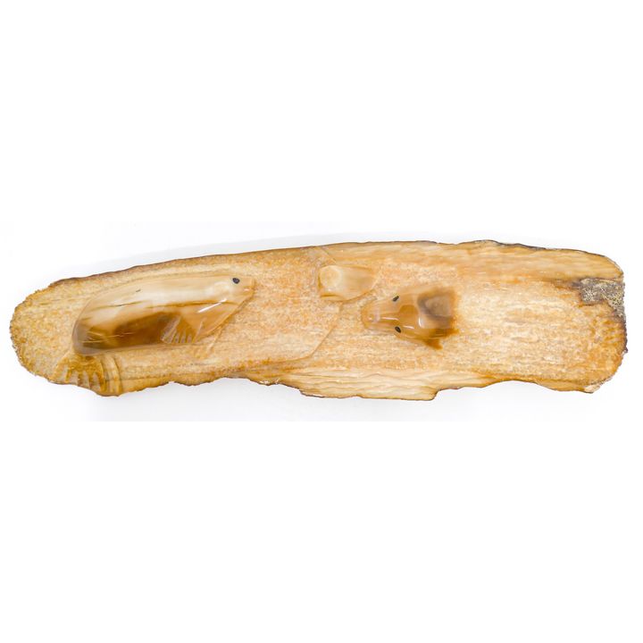 J. Tobuk Inuit Carved Seal Fossilized Tusk Fragment 9''