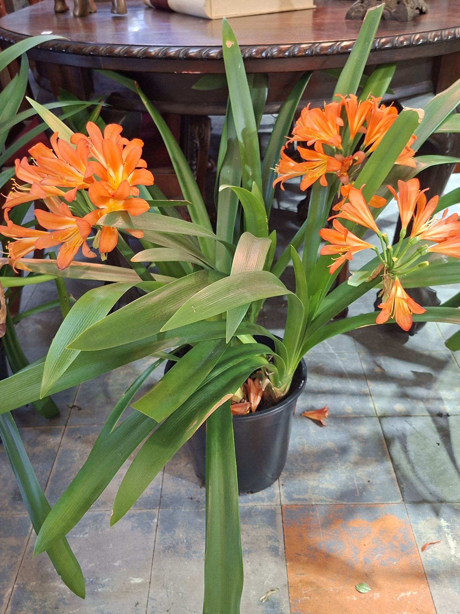 Potted Plant