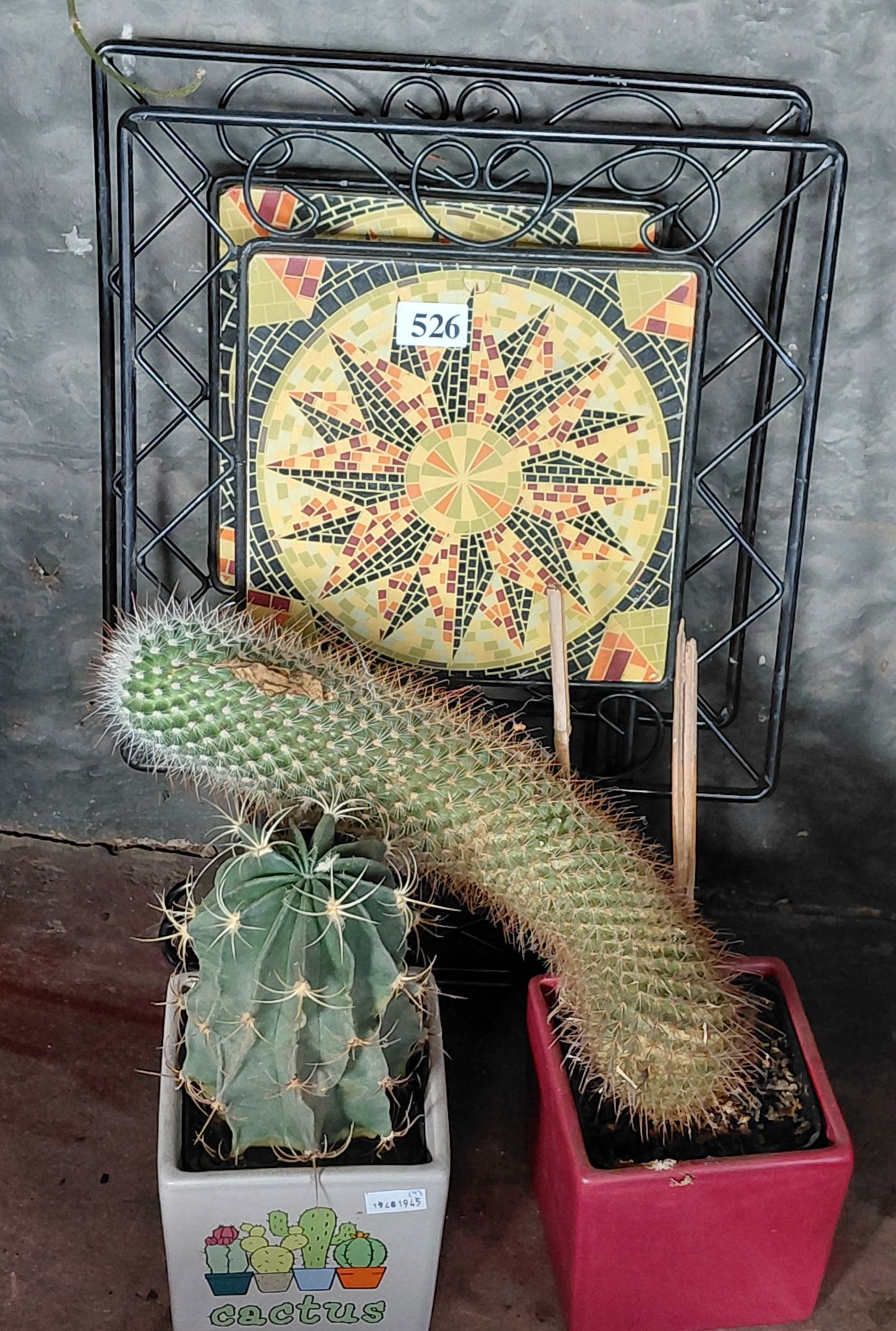 2 Potted Cactus