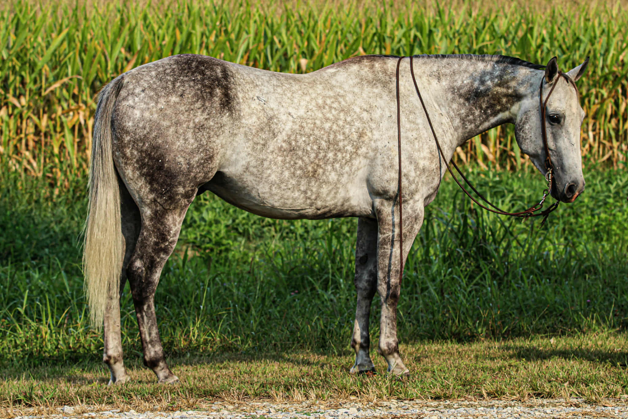 WAYLON | Horse Bid, LLC