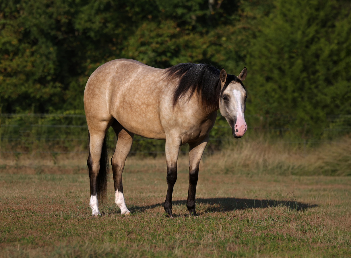 FENDI *by MAYTHEFORCEBEWHIZYOU* | Horse Bid, LLC