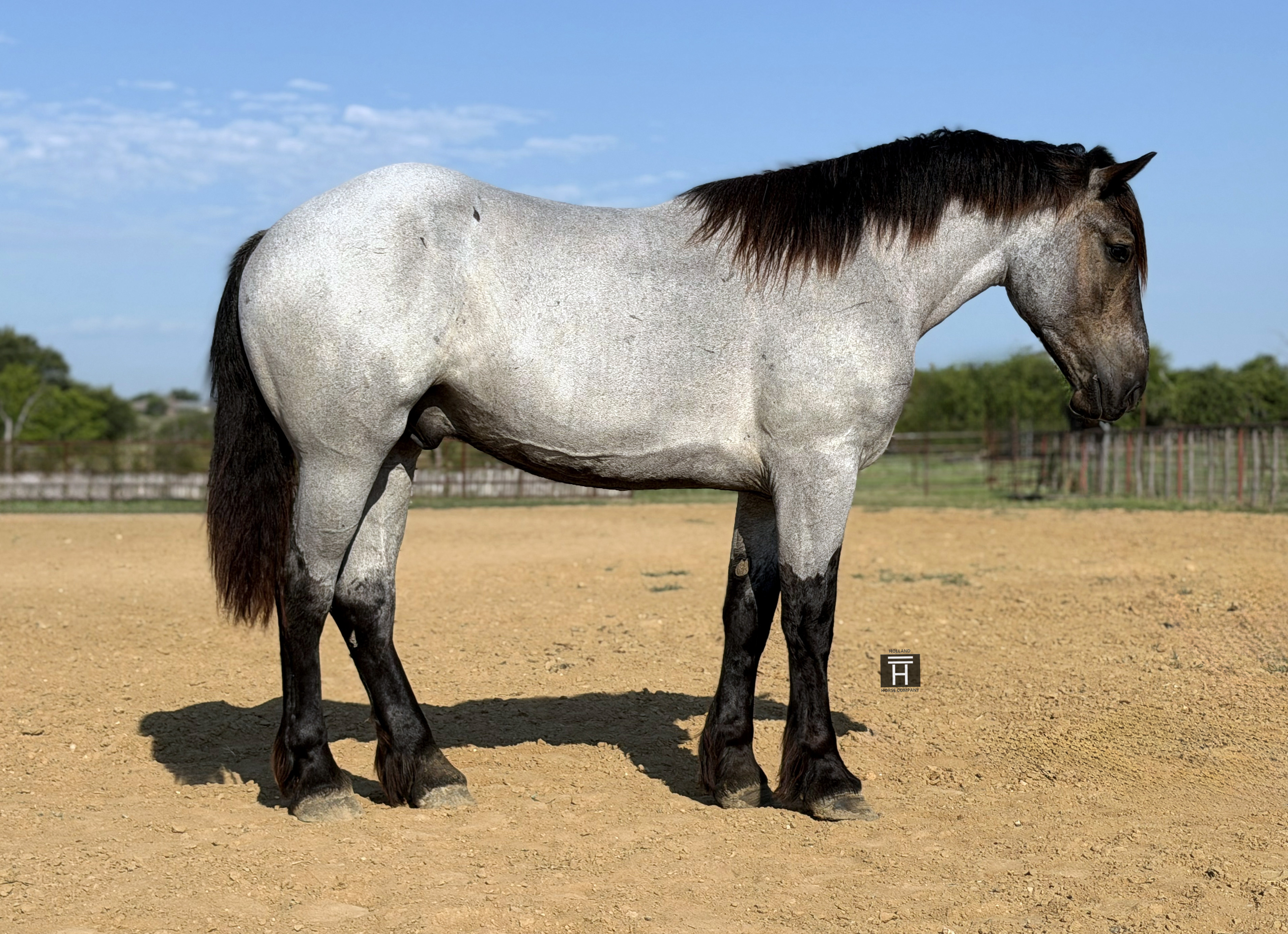 BEX | Horse Bid, LLC