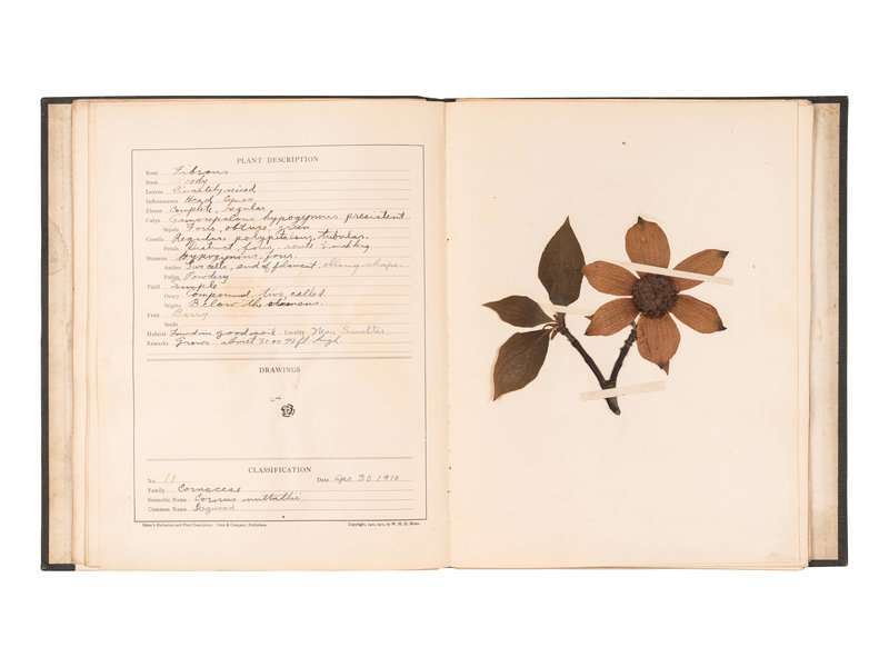 [SPECIMEN ALBUMS]. A group of albums with samples collected in the ...
