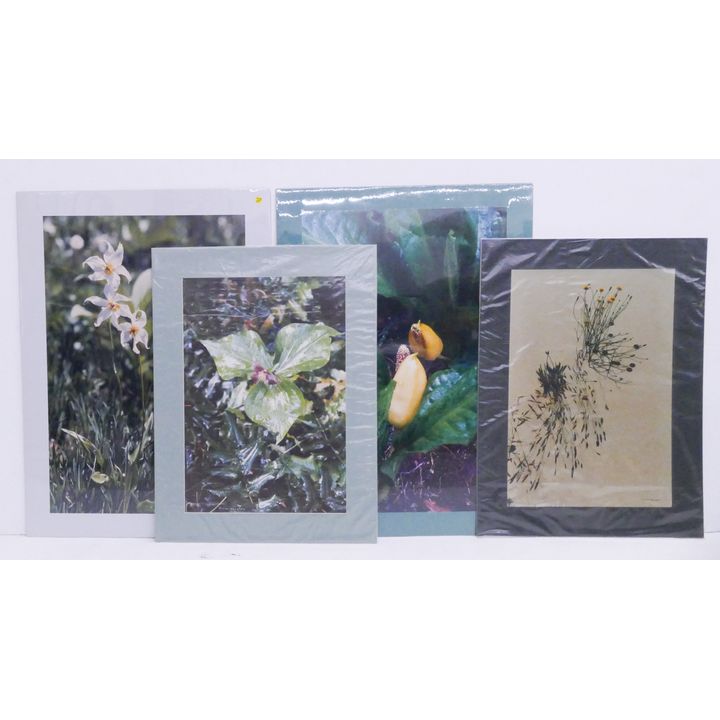 4pc Josef Scaylea Botanical Signed Color Photographs- loose- largest 35x25''