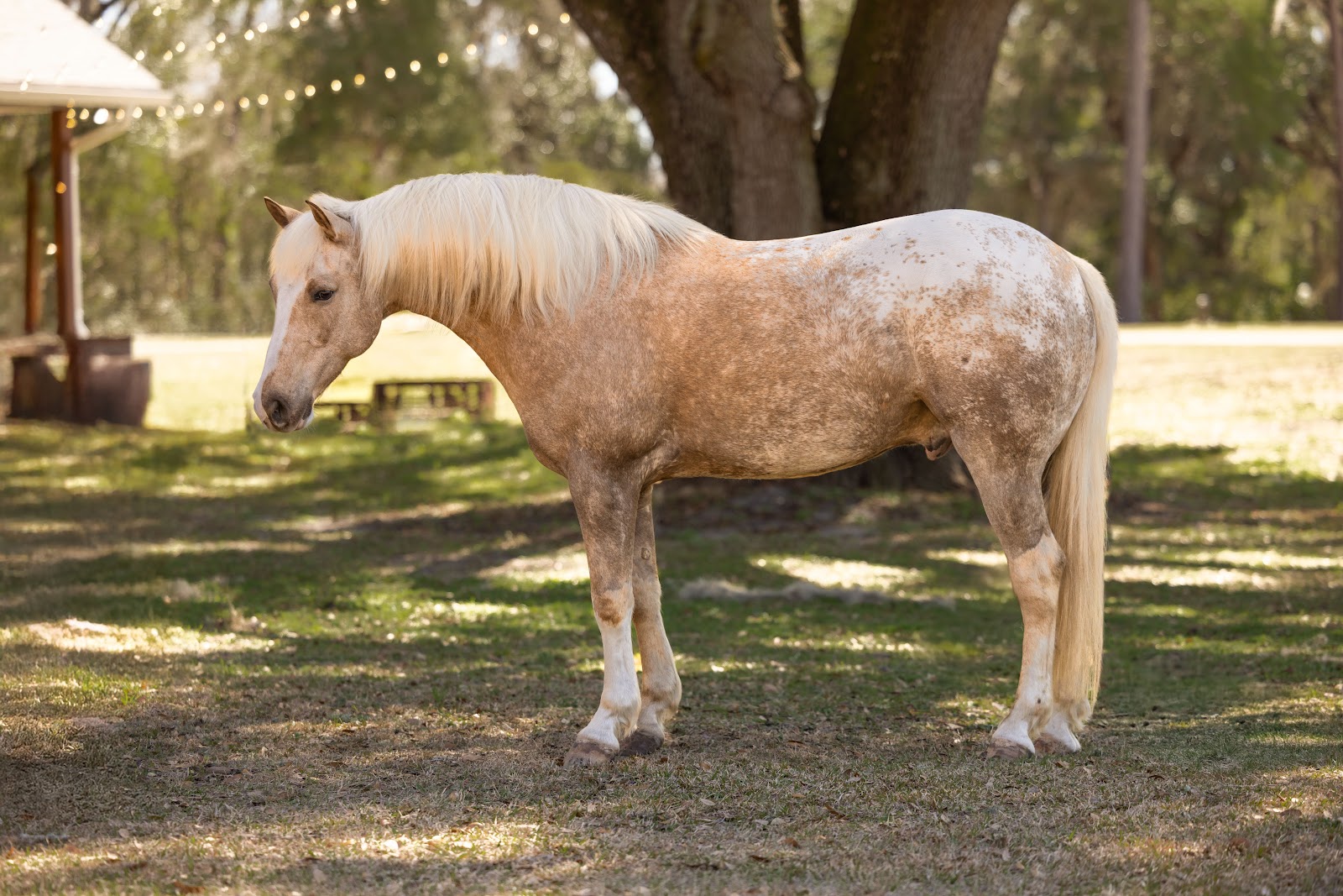 RITZ | Horse Bid, LLC