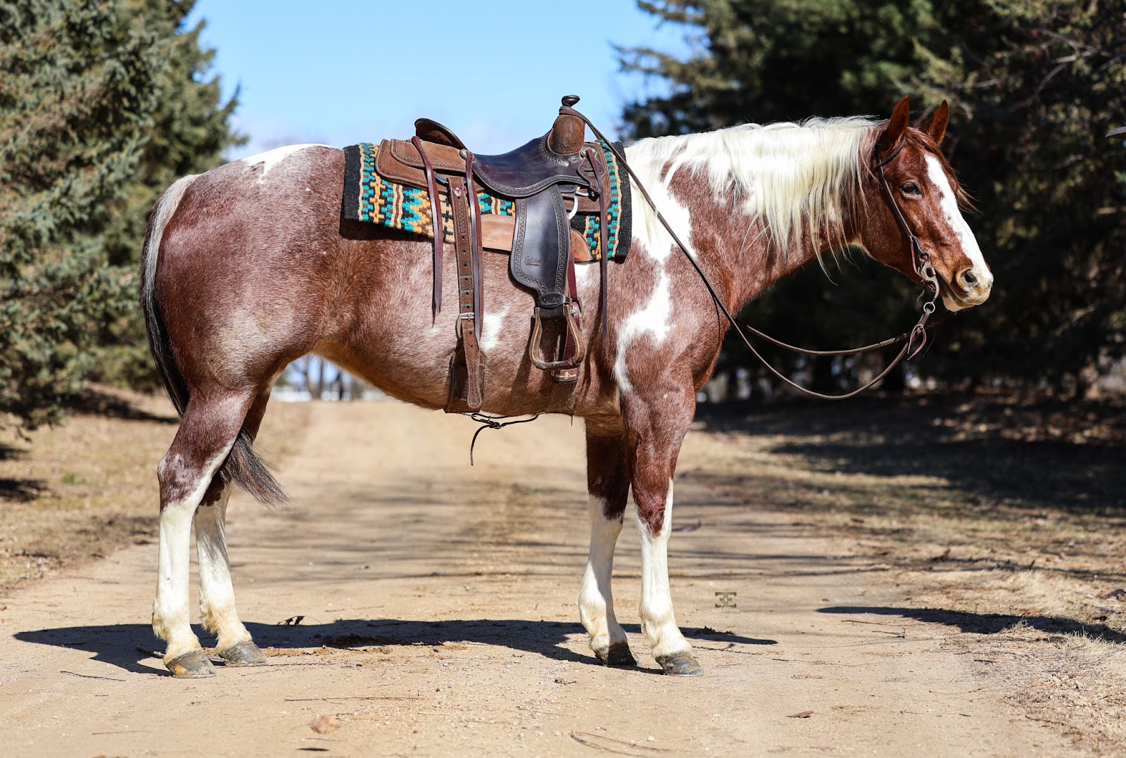 ROSE | Horse Bid, LLC