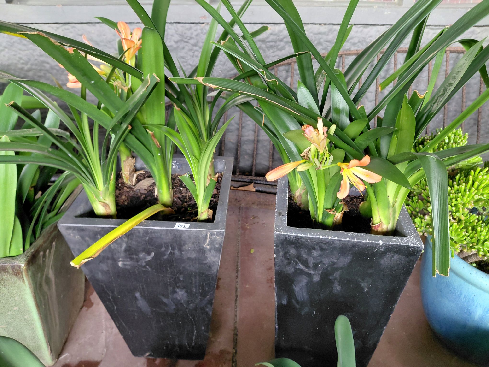 481 · FLOWERING CLIVIAS
