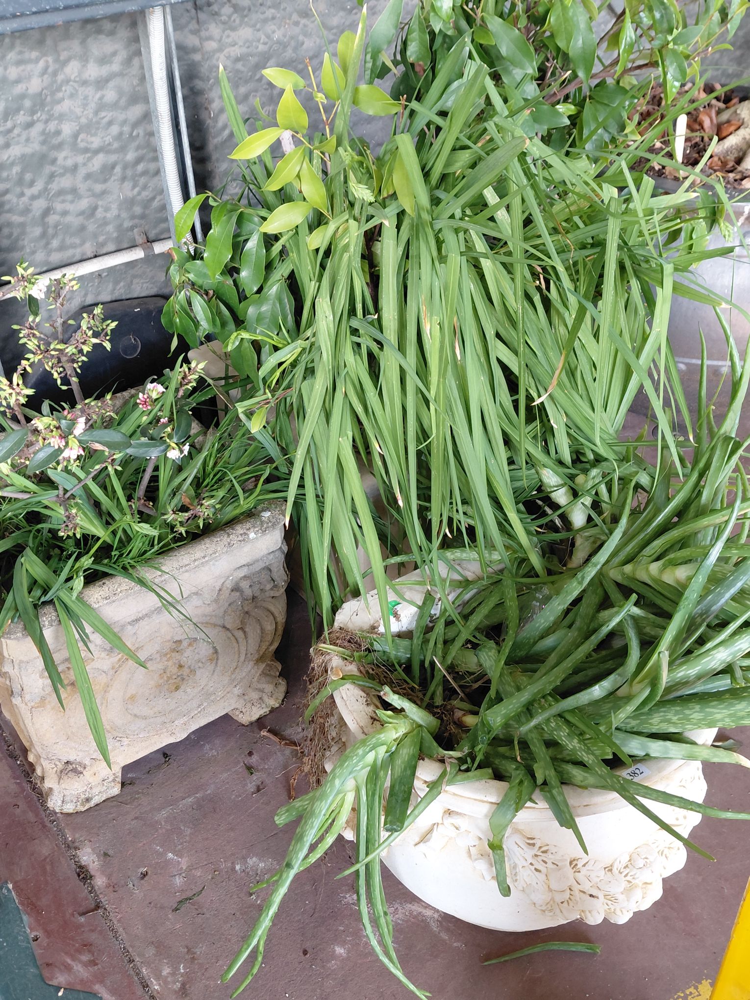 382 · ASSORTED PLANTS