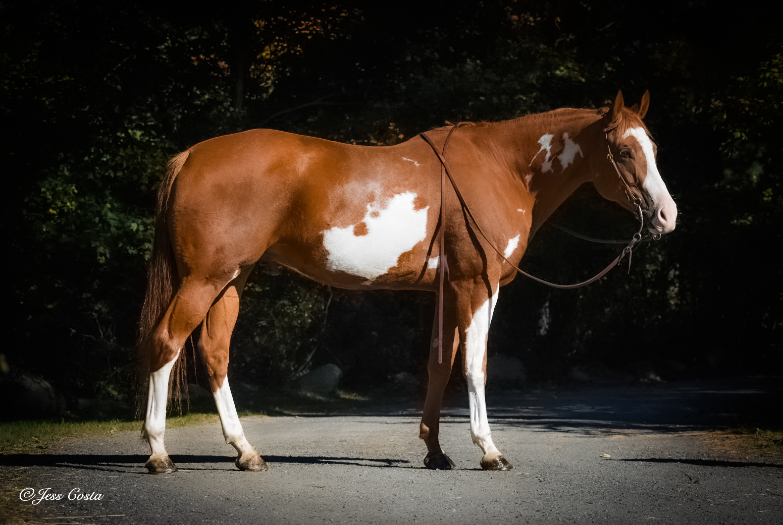 Hezan Imprinted Kid | Horse Bid, LLC