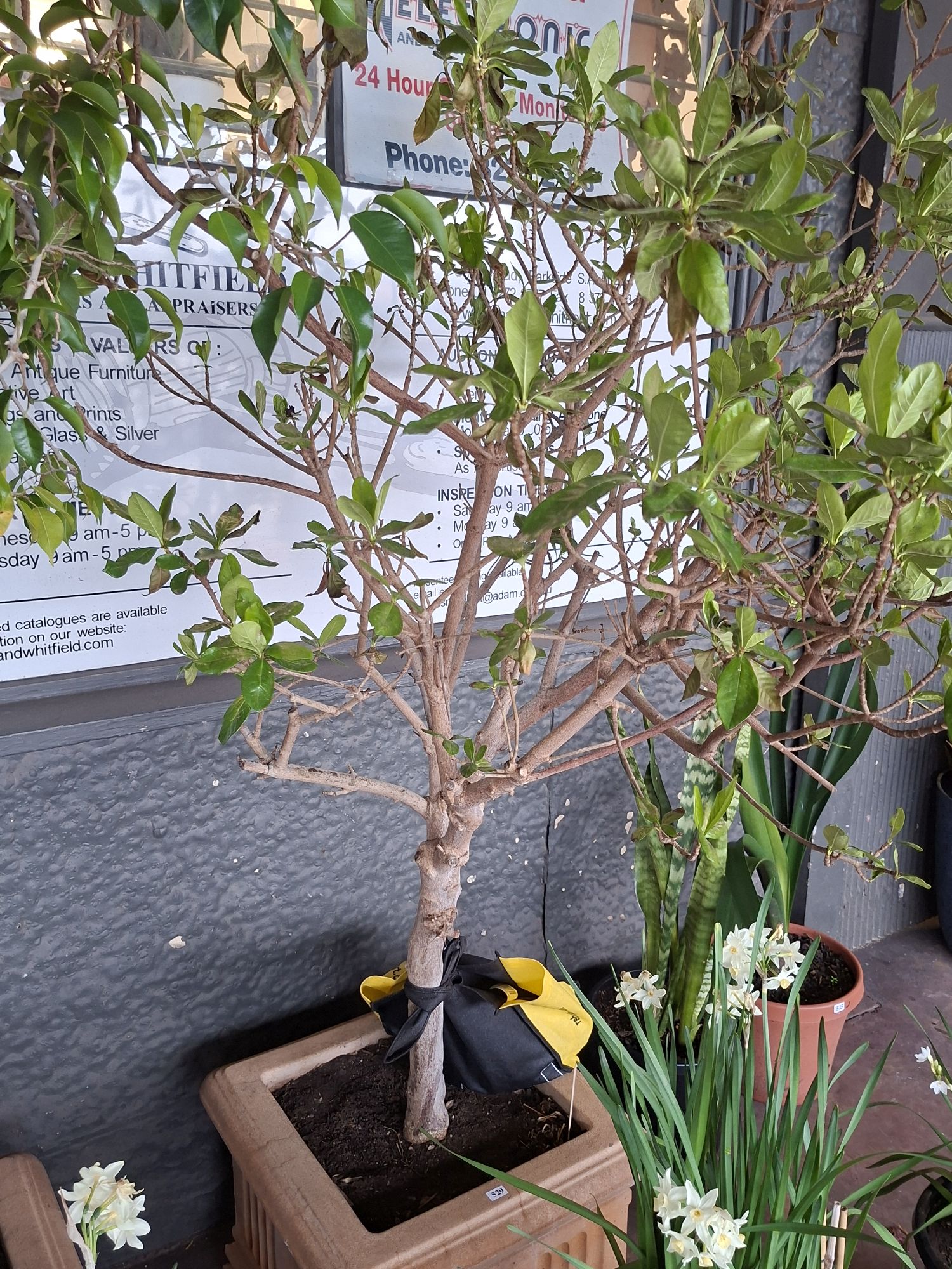 Potted Weeping Fig