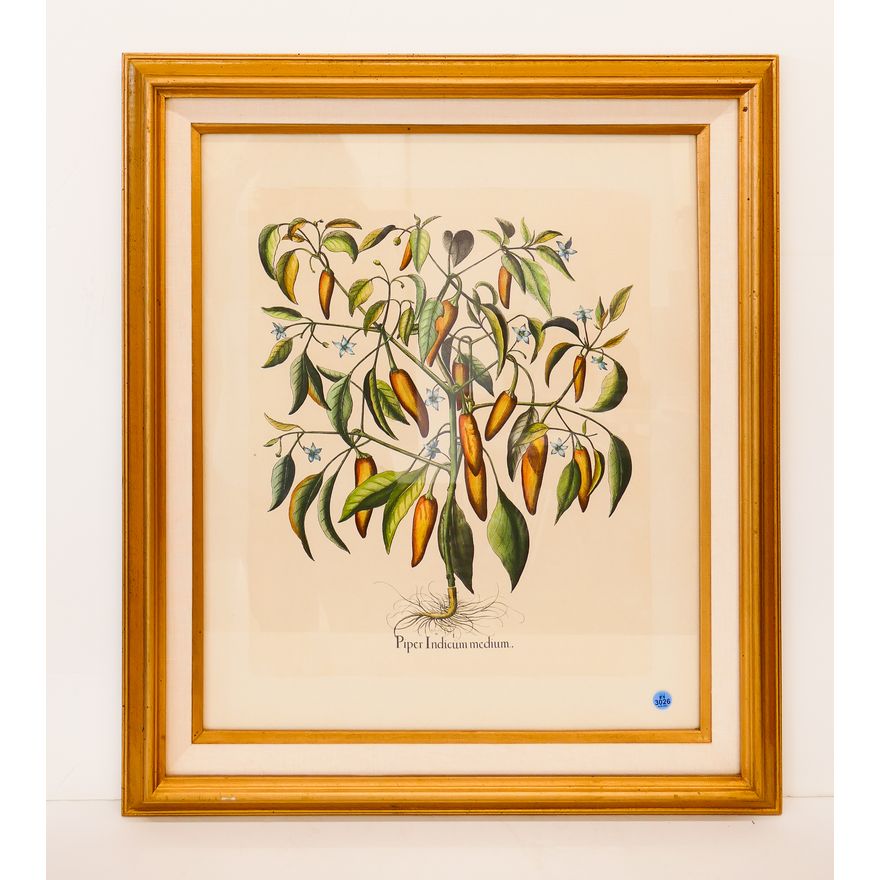 Hand Colored 'Piper Indicum Medium' Pepper Plant Botanical Framed Etching- 30x26''