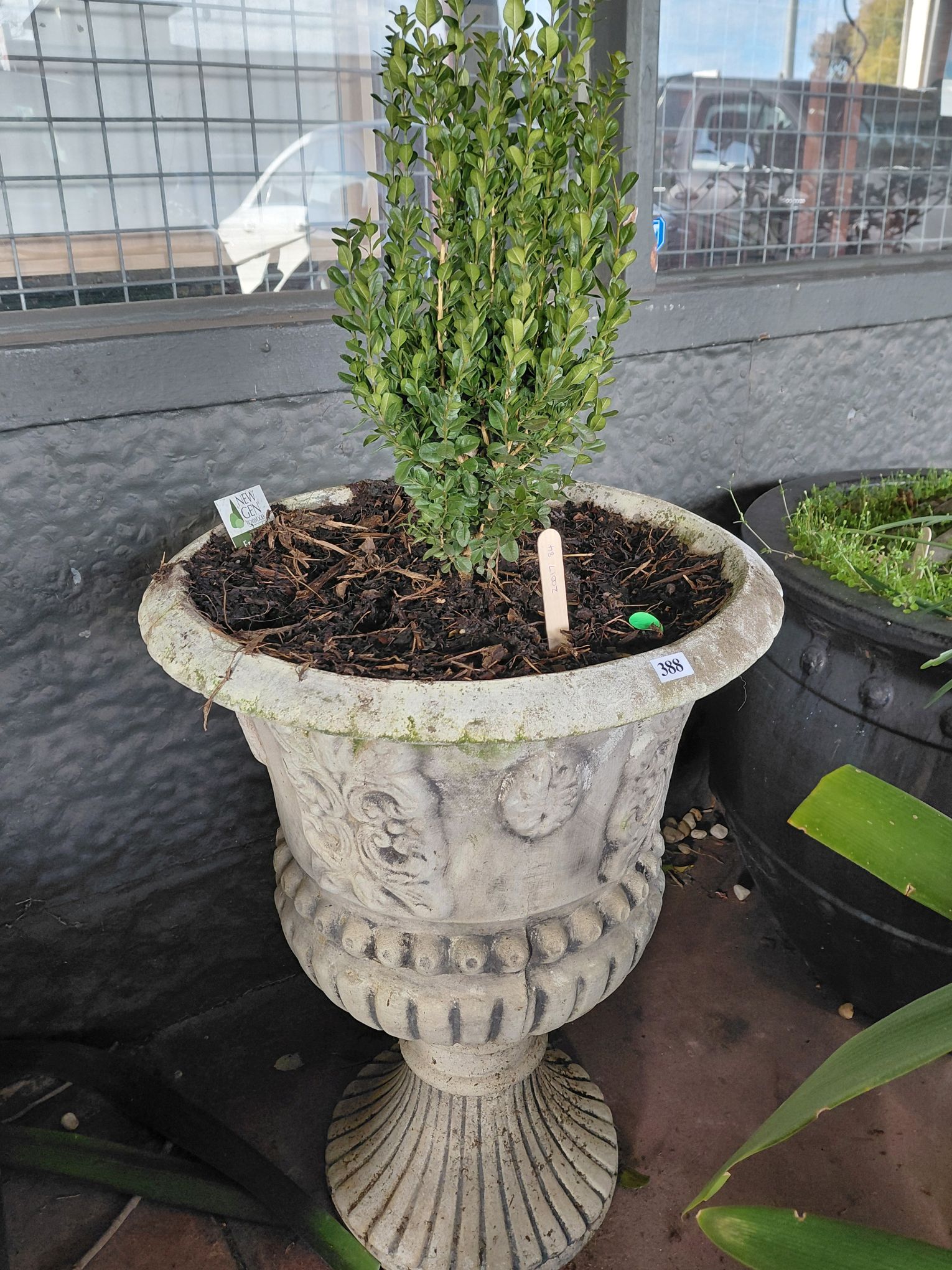 388 · BOX PLANT