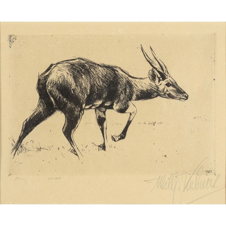 Wilhelm Kuhnert (1865-1926), Bushbuck, 1923