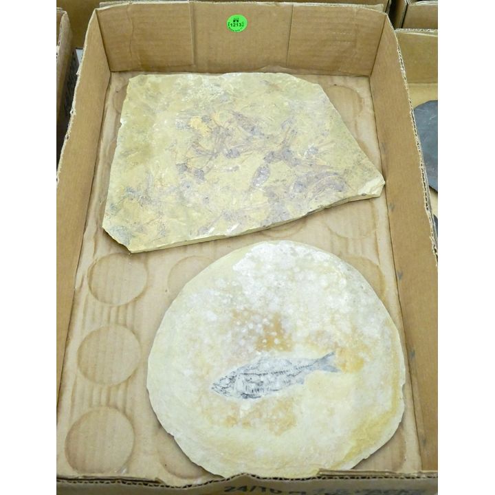 Box 2pc Fish Fossil Stone Slabs