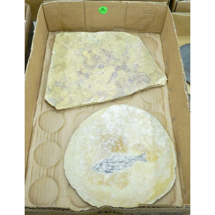Box 2pc Fish Fossil Stone Slabs