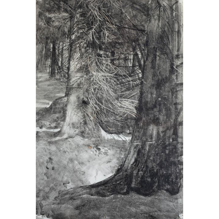 Leon Wyczółkowski | Stary świerk