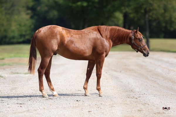 Playin Of Pepto, 2025 sorrel colt, Peptoboonsmal x Play On Lizzy, Lot 212 in the Solo Select October Sale