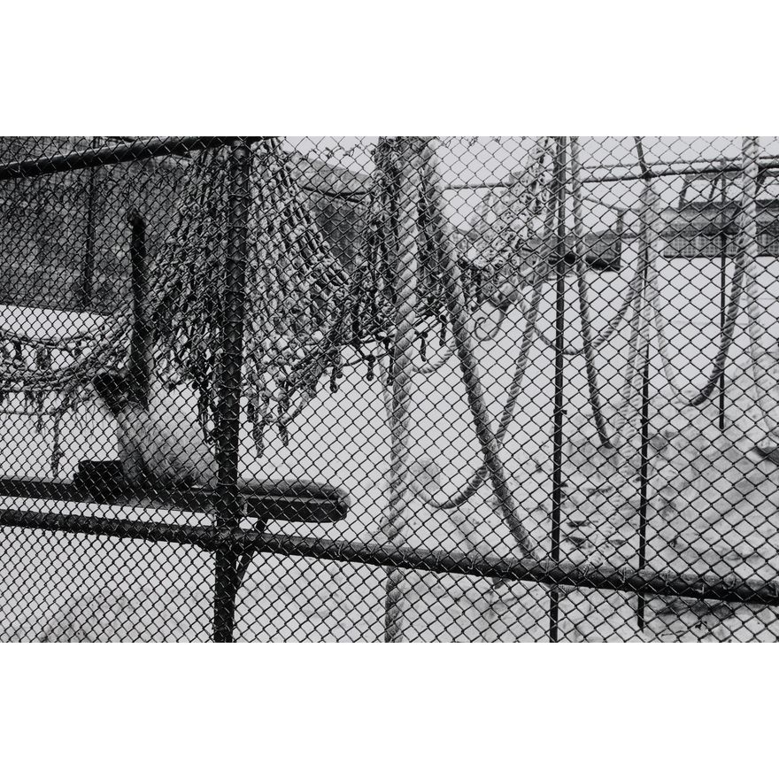 Peter Peryer 'Zoo Music - Spider Monkeys'