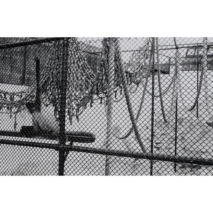 Peter Peryer 'Zoo Music - Spider Monkeys'