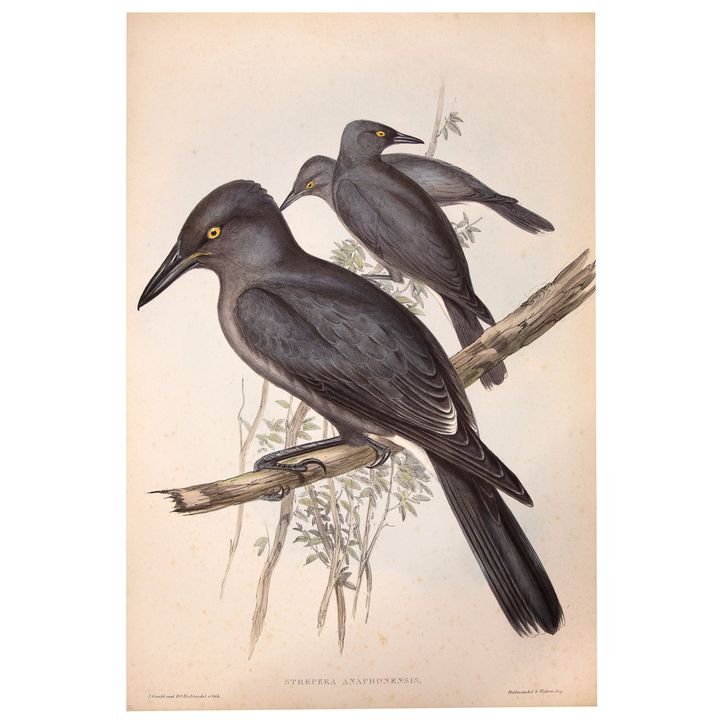 John Gould (1804-1881), 'Strepera Anaphonensis (Grey Crow-Shrike)',