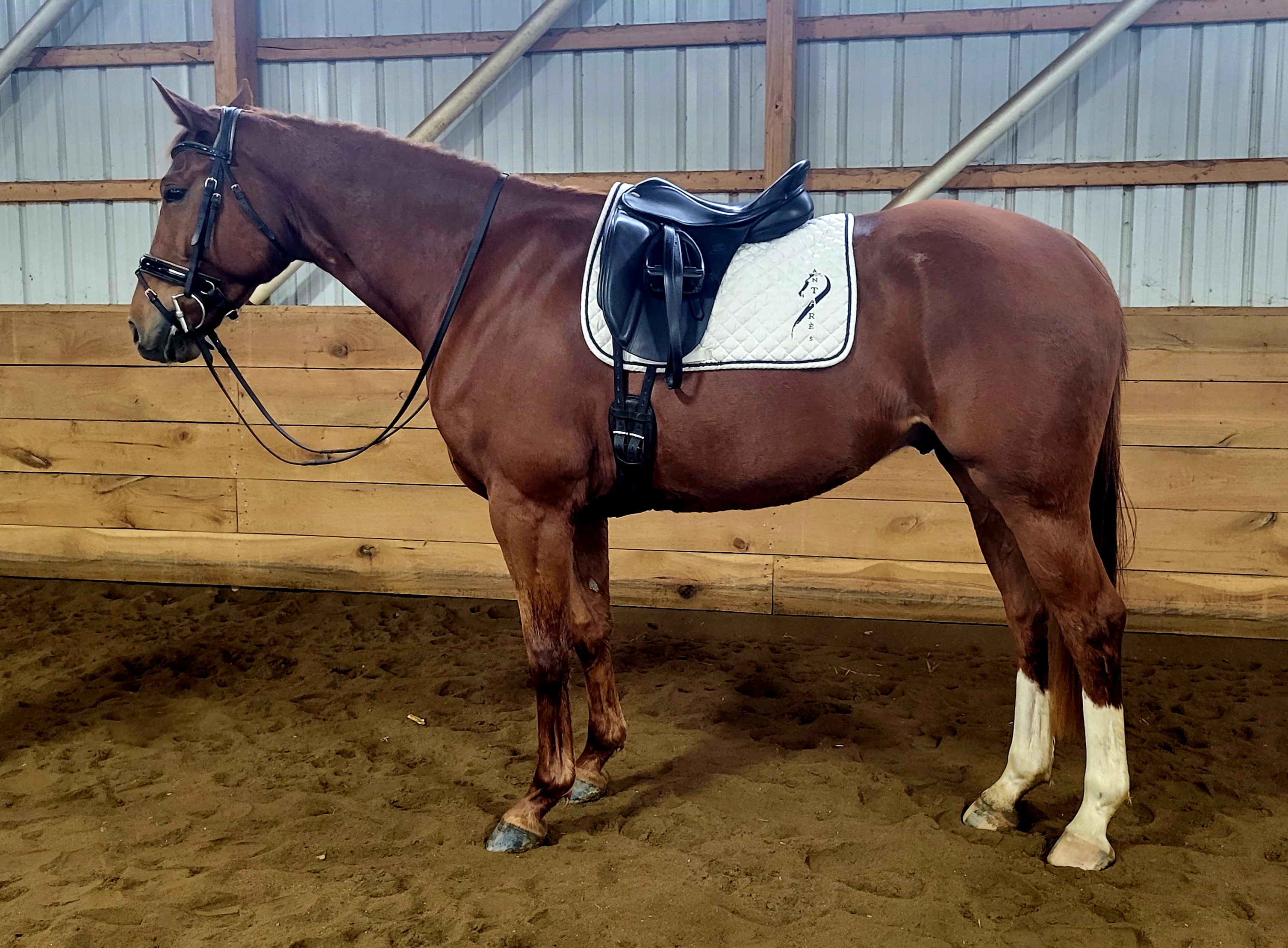 【CSR】 Red Hare, Unrivaled Stallion - EVP Red Viper Stallion