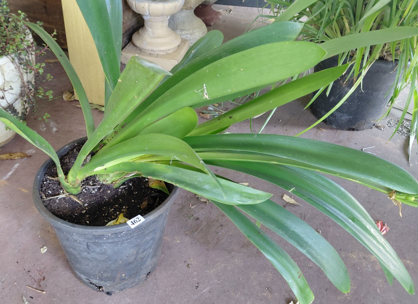 462 · POTTED CLIVIA