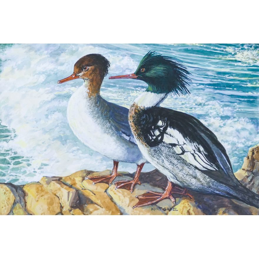 Kurt Gabel ''Red-Breasted Merganser'' Signed 1993 Gouache on Paper