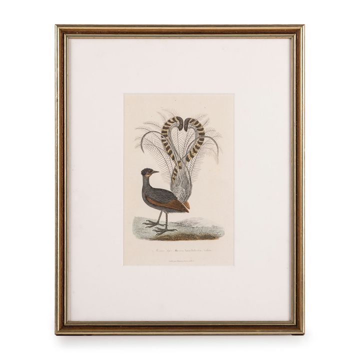 Series of Varied Engravers, Great Black Cockatoo & Lyrebird, 1840,