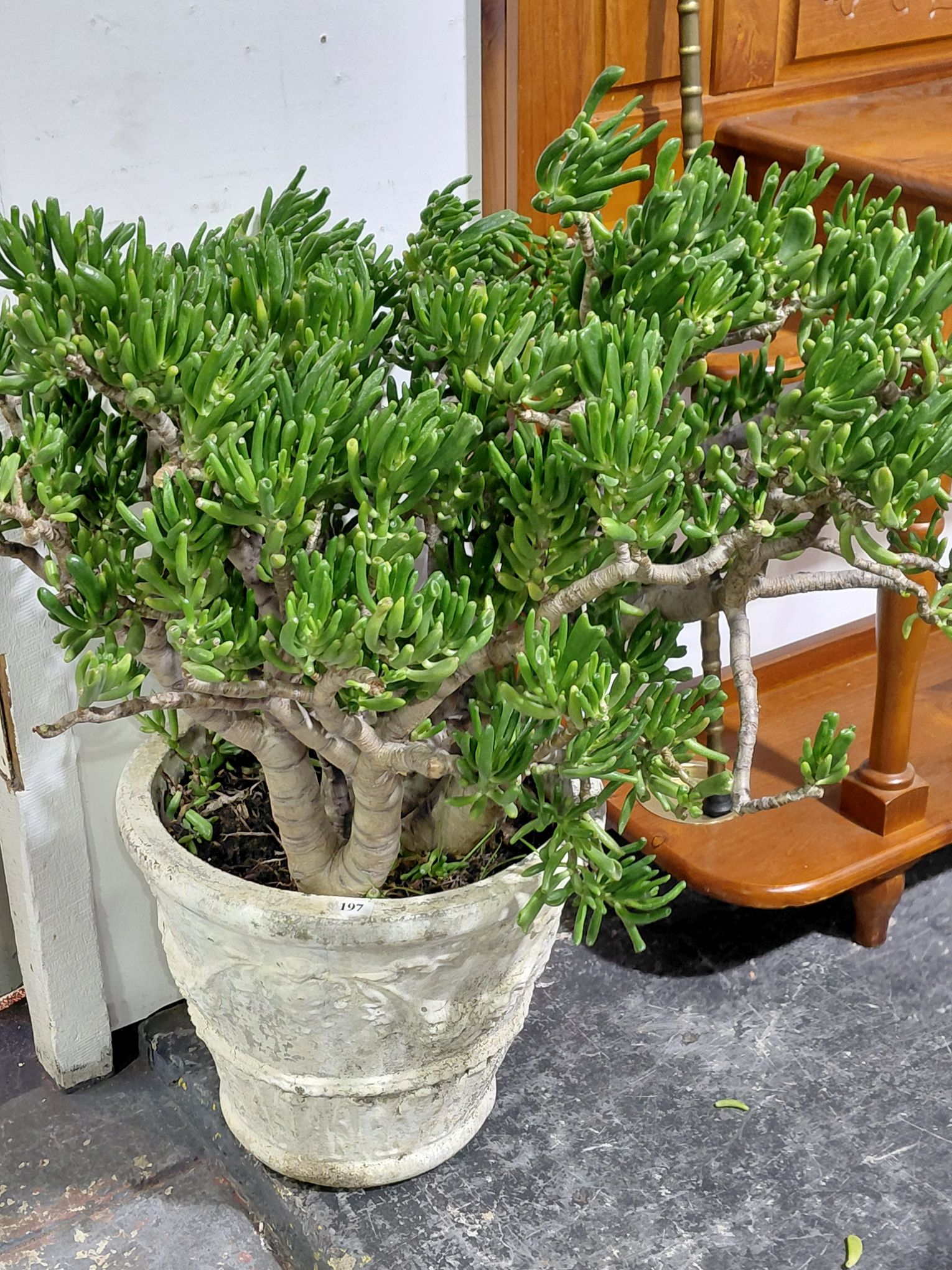 197 · CRASSULA JADE